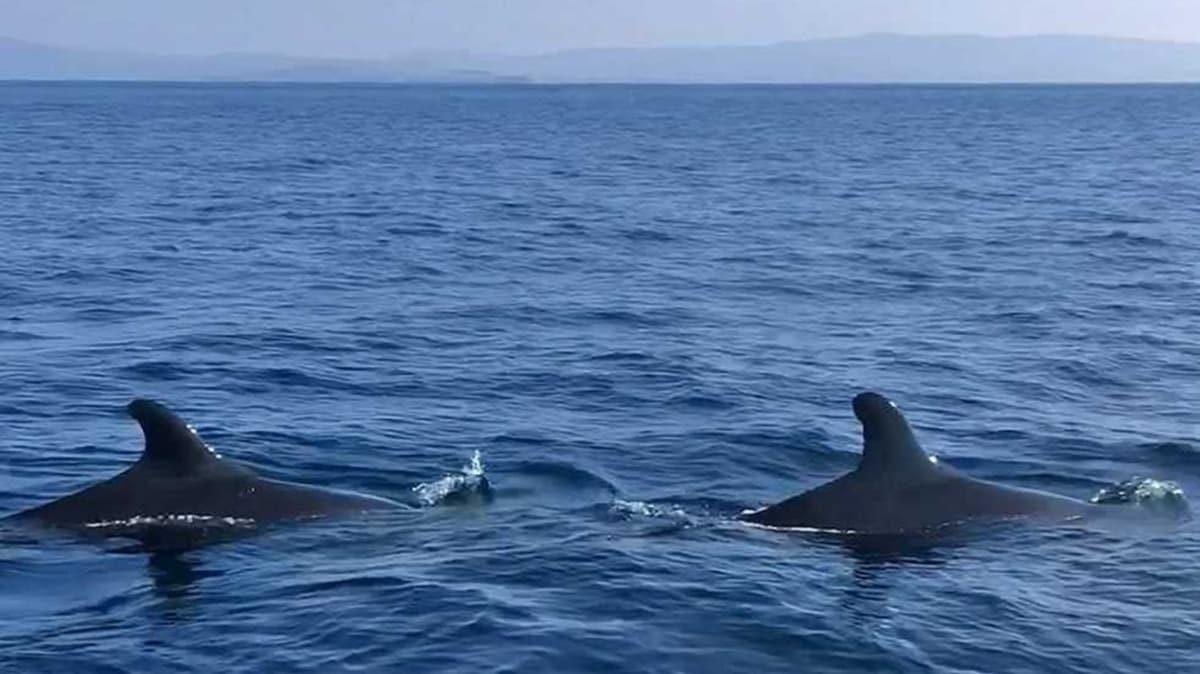 Yalanc katil balinalar Kuzey Ege'de ilk defa grntlendi