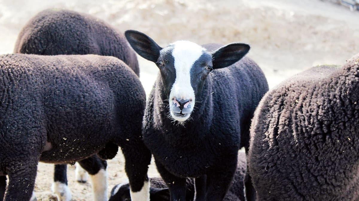Yatrmclar Zwartbles koyunlar iin srada