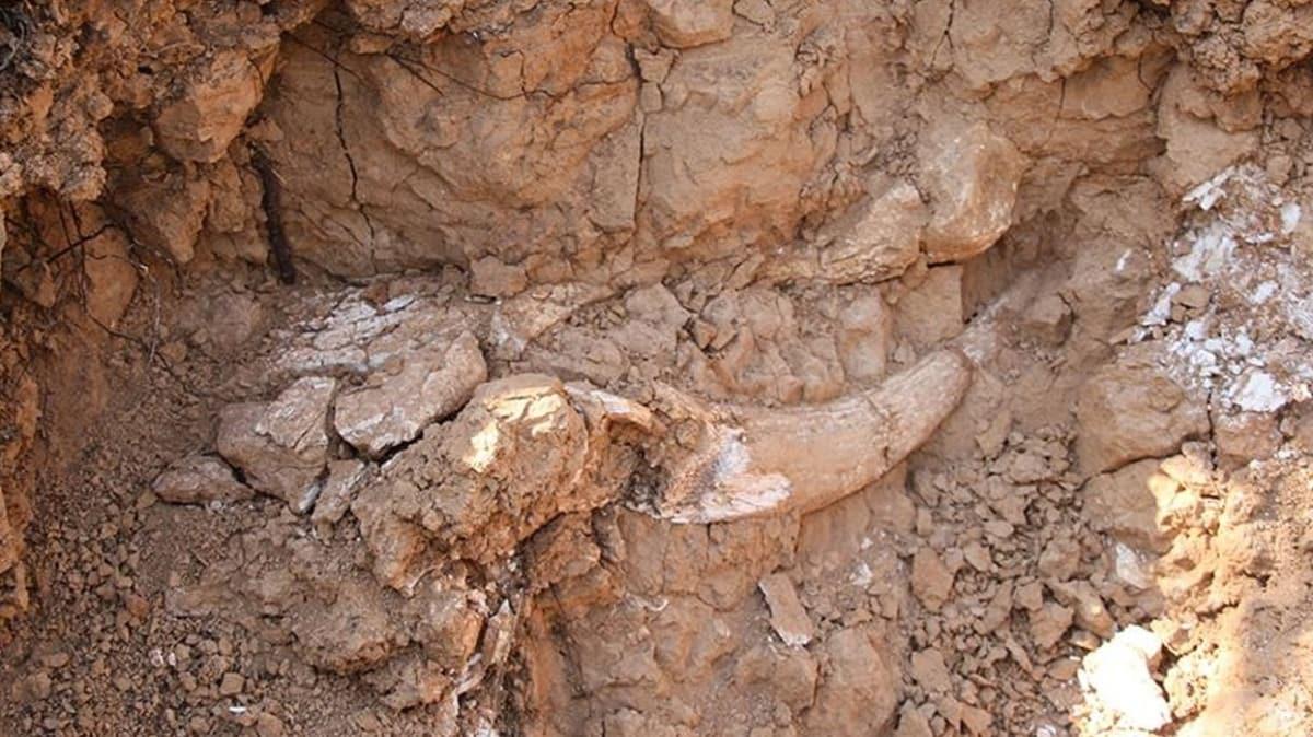 Meksika'da 15 bin yl ncesine ait mamut kalntlar bulundu!