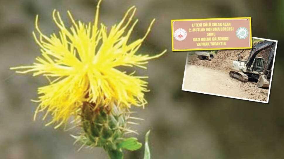 Peygamber çiçeği için yol değişti