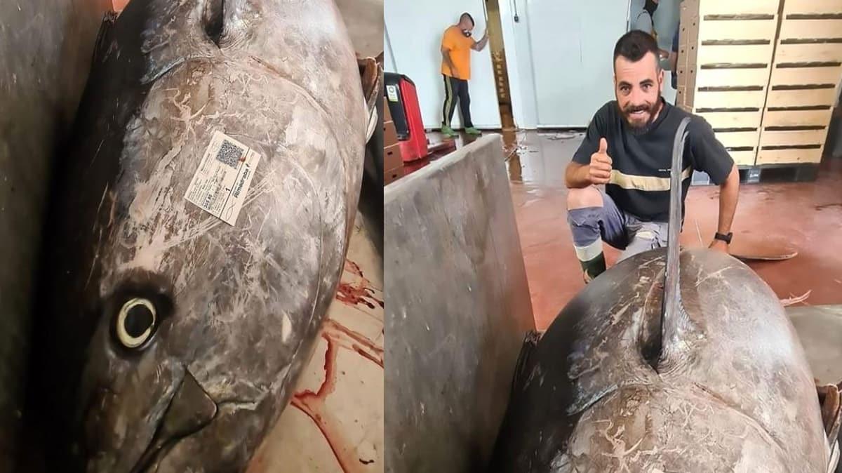 spanya'da 305 kiloluk dev ton bal yakaland