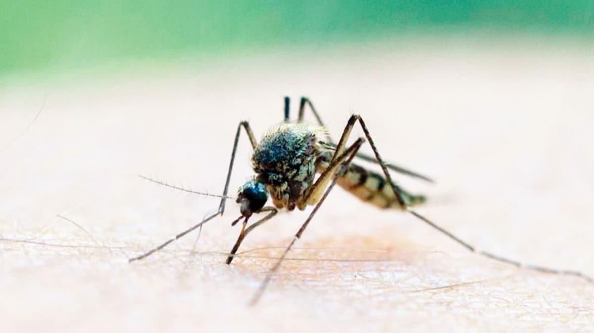 Salk Bakanl Bilim Kurulu yesi Prof. Dr. Pnar Okyay: Koronavirs sinek ve bcekten bulamaz