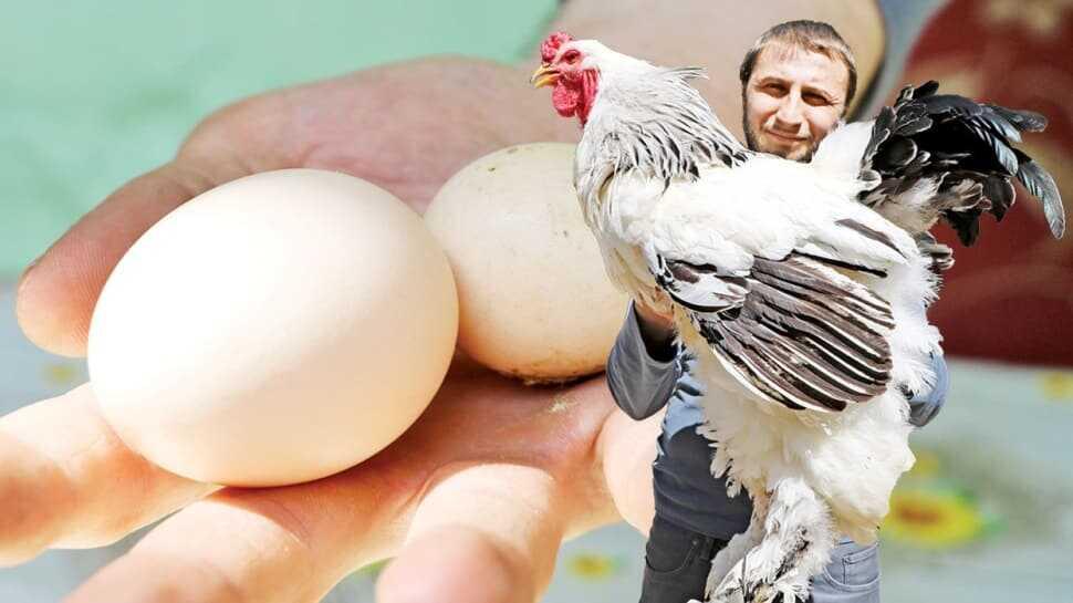 8 kiloluk dev horozlara alıcı yağıyor