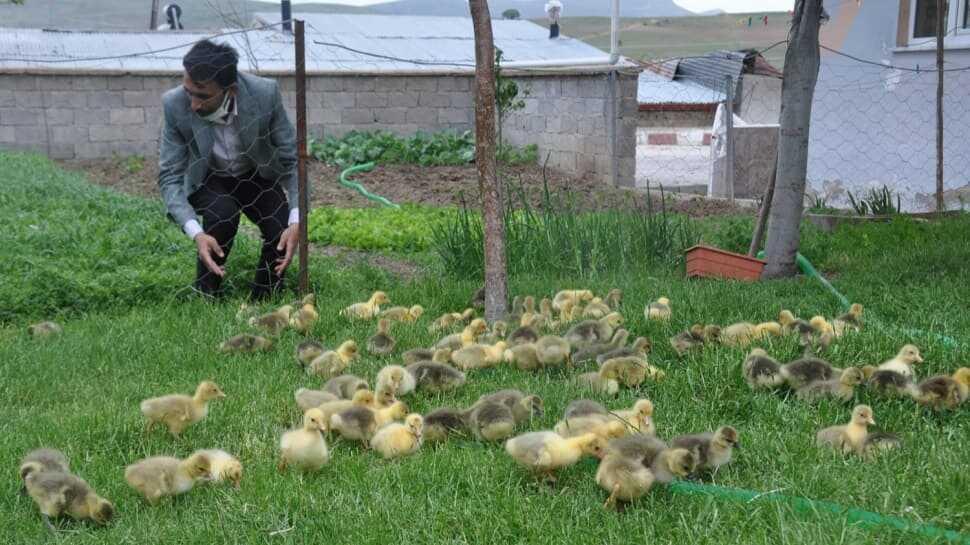 Fransız kazlarıyla çiftlik kurdu, siparişlere yetişemiyor