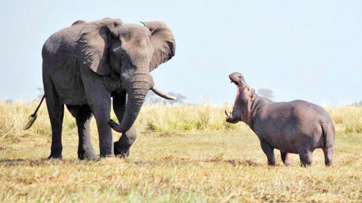 Gney Afrika Cumhuriyeti'nde su aygr ve filler menye girecek