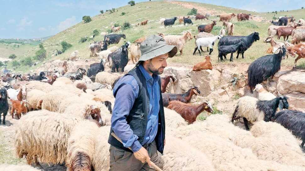 10 bin liraya çalışacak çoban bulamıyor