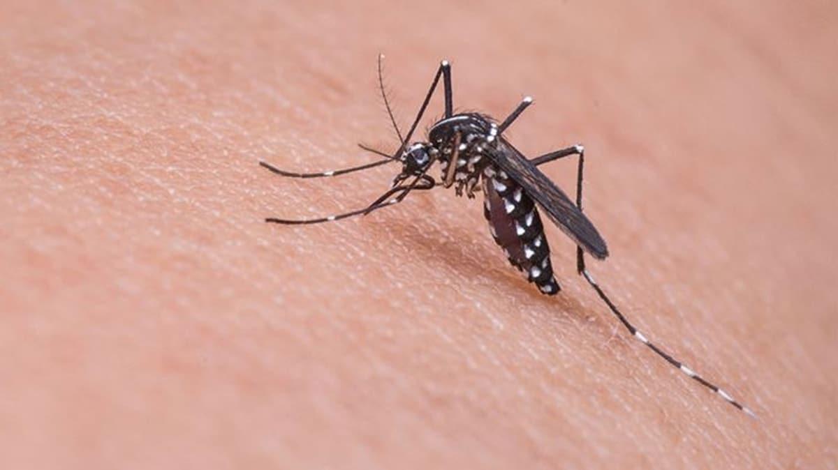 Sivrisinekler koronavirs bulatrr m" te cevab...