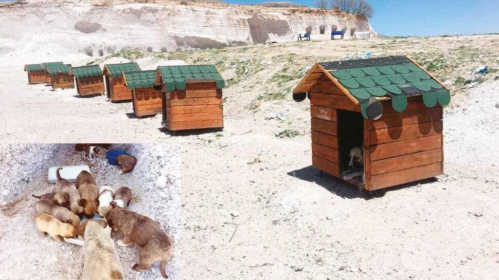 Bu köy sokak köpeklerinin