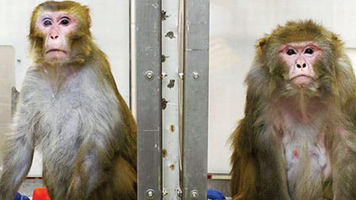 Remdesivir makak maymunlarn iyiletirdi