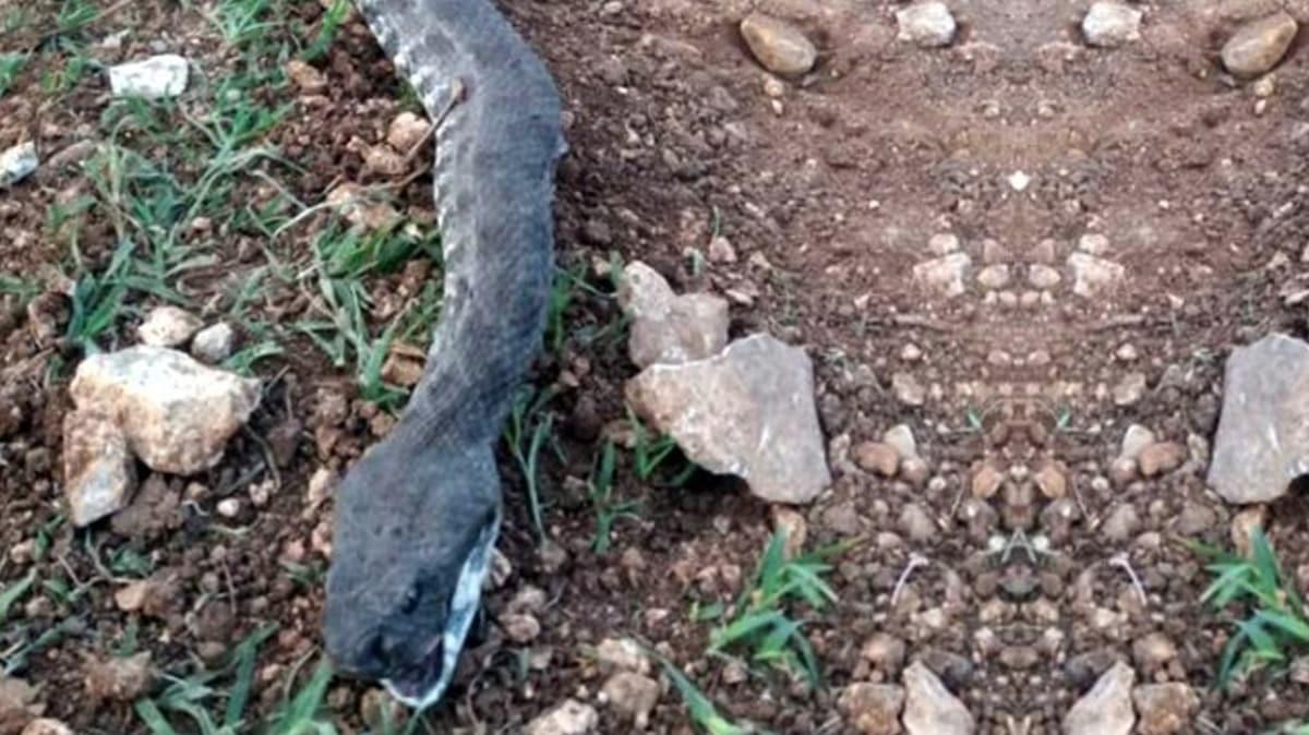 Ahıra girmek isteyen 3 metrelik engerek yılanı öldürüldü