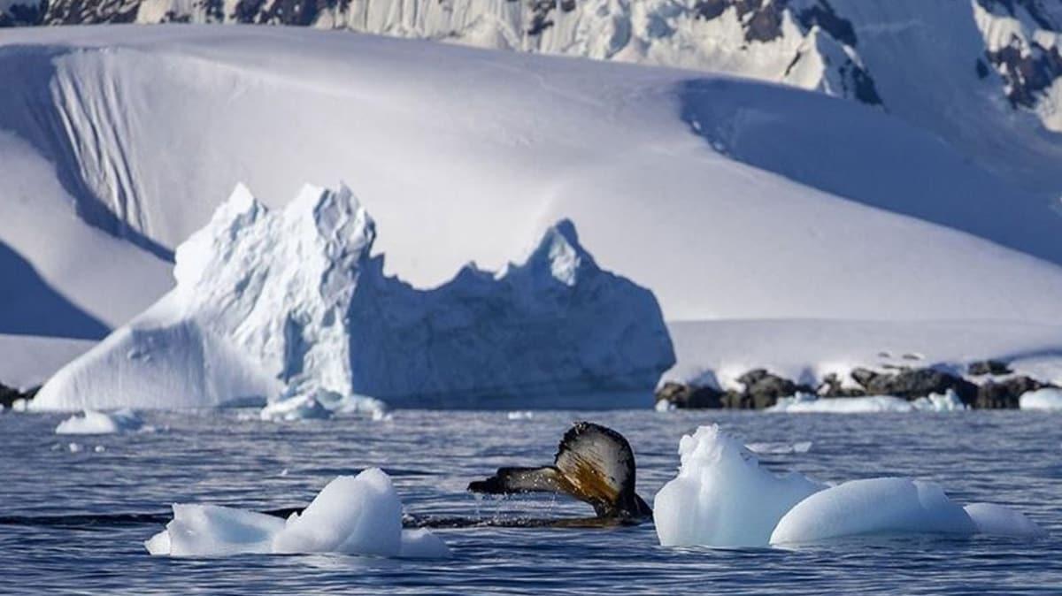 Antarktika'da bulundu! 68 milyon yllk fosil yumurta bir mosazora ait olabilir