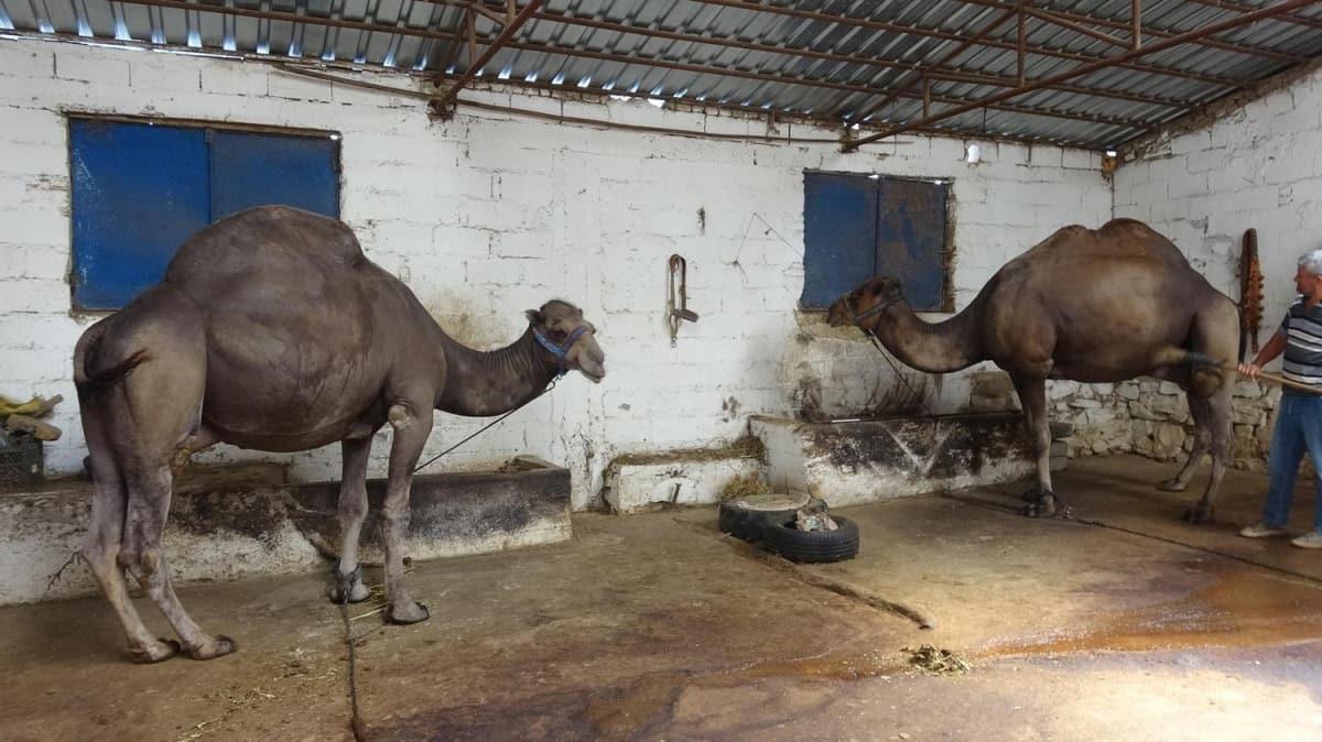Kurbanlk deve fiyat, 12 bin liradan balyor