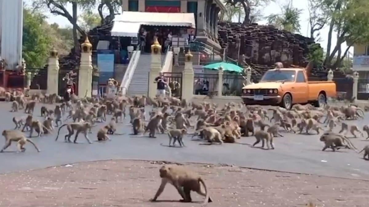 Maymunlar cehennemi: Tayland'n Lopburi kentinin kontrol tamamen maymunlarn eline geti