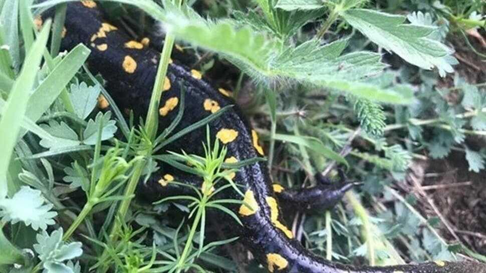 Tunceli'de taraklı Geyik Böceği ve semender türleri görüldü