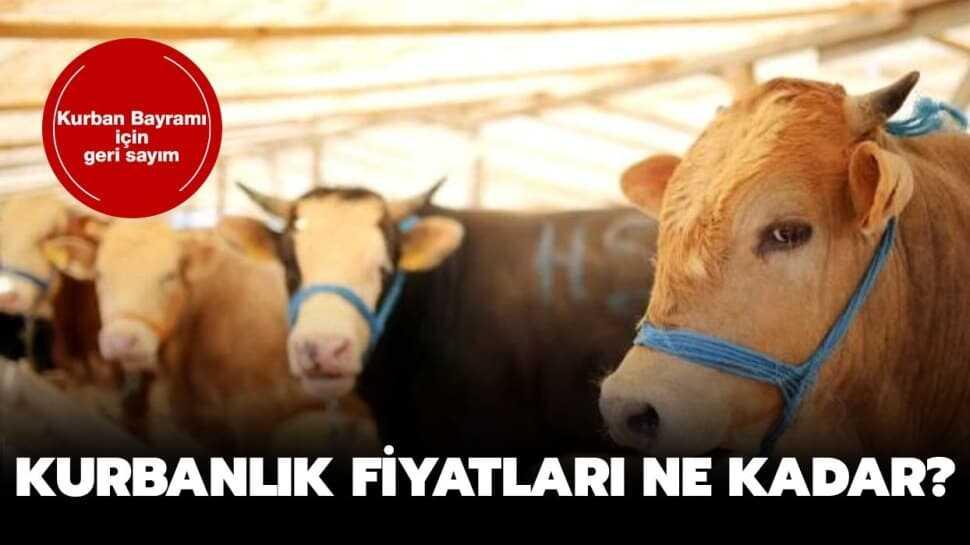 Kurbanlık fiyatları ne kadar"