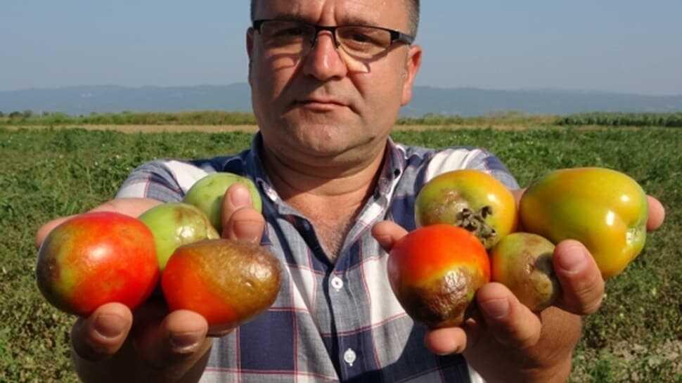 Türkiye'nin salçalık domates ihtiyacının yüzde 40'ını karşılayan ovadaki domatesler kurudu