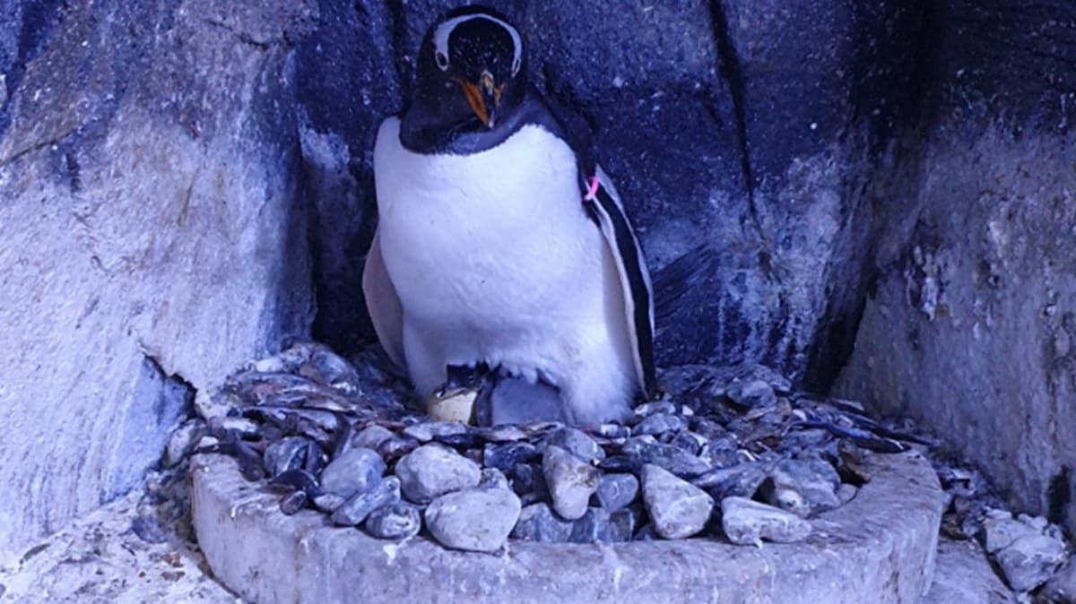 Trkiye'de trnn ilk bebek pengueni dodu