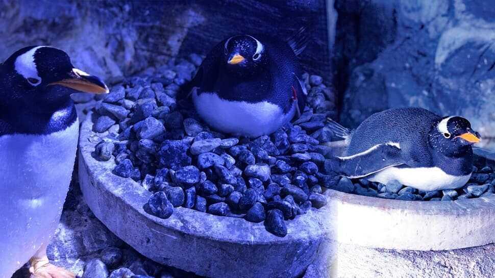 İki kutup penguenimiz İstanbul'da dünyaya geldi