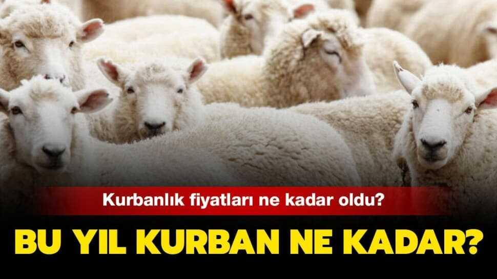 Kurbanlık fiyatları açıklandı mı"