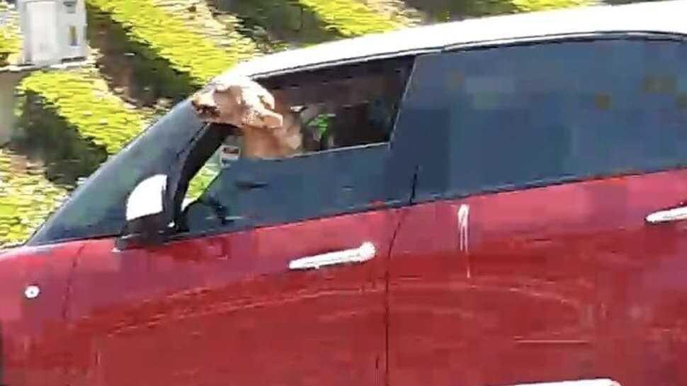 Sorumsuzluğun fotoğrafı E-5'te çekildi! Kucağındaki köpekle trafiği tehlikeye attı