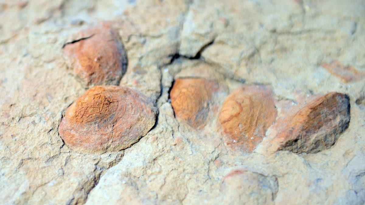 Palmiye fosili bulunan Idr'da imdi de midye fosiline rastland