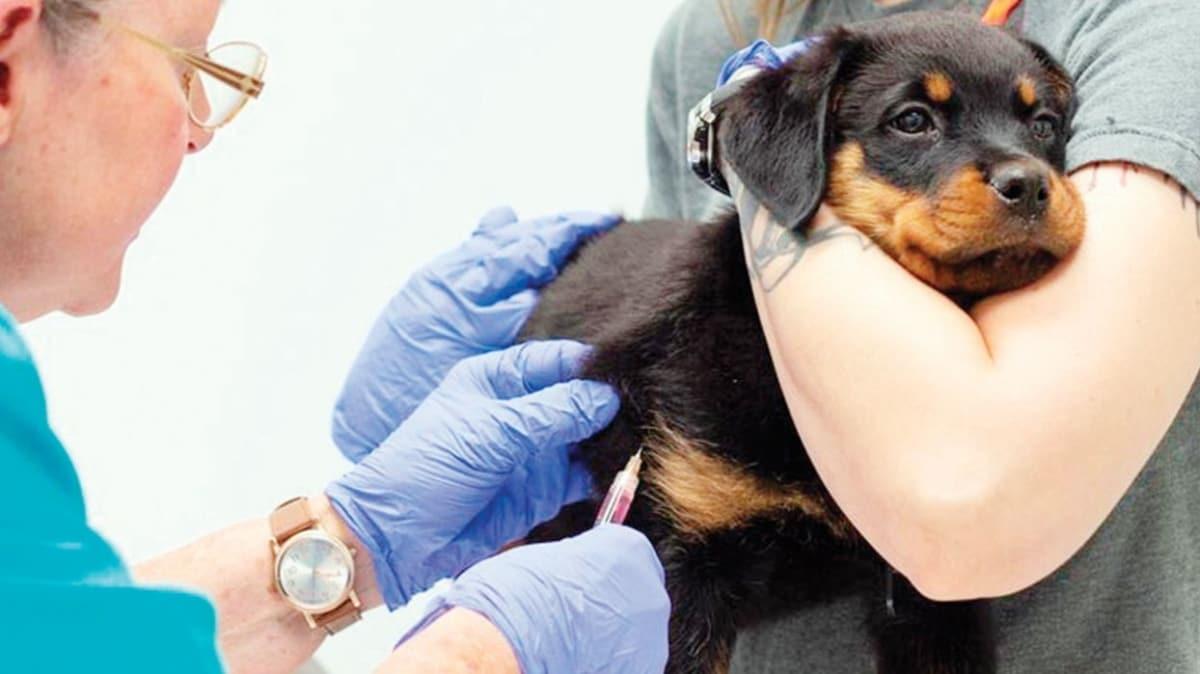 Российские вакцины для собак. Собаку вакцинируют 19 век. Dog vaccination.