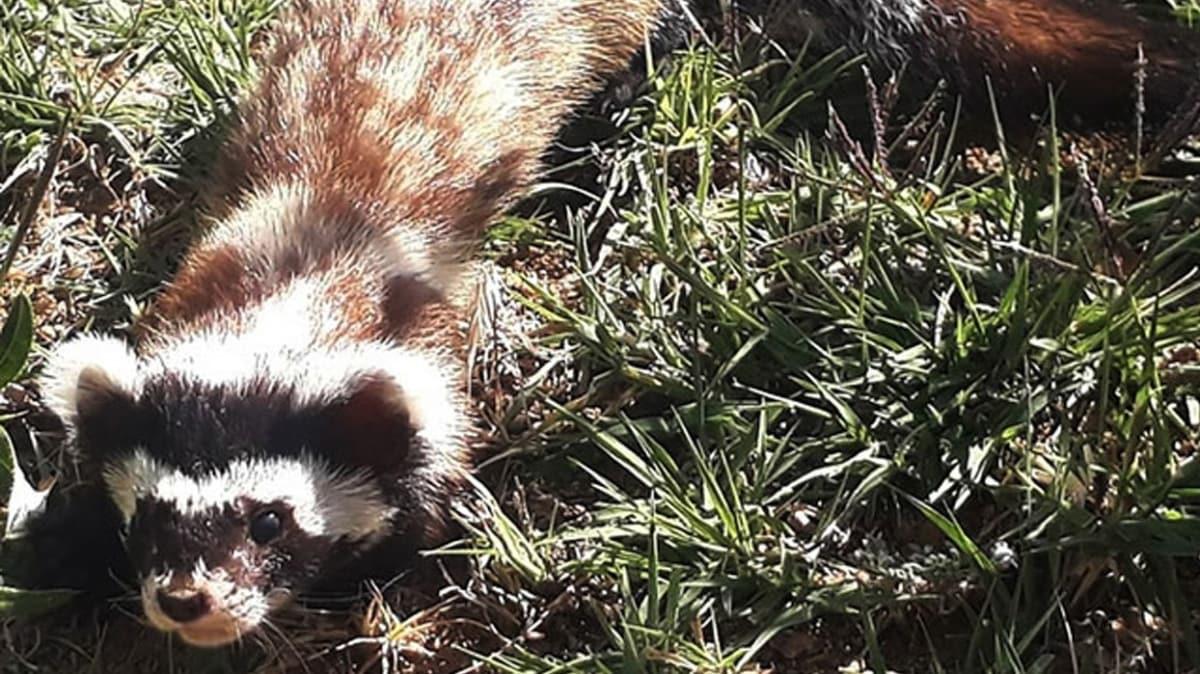 Nesli tkenmekte olan alaca sansar, Aksaray'da grntlendi