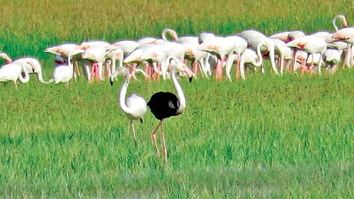 Kayseri'de siyah flamingo heyecan