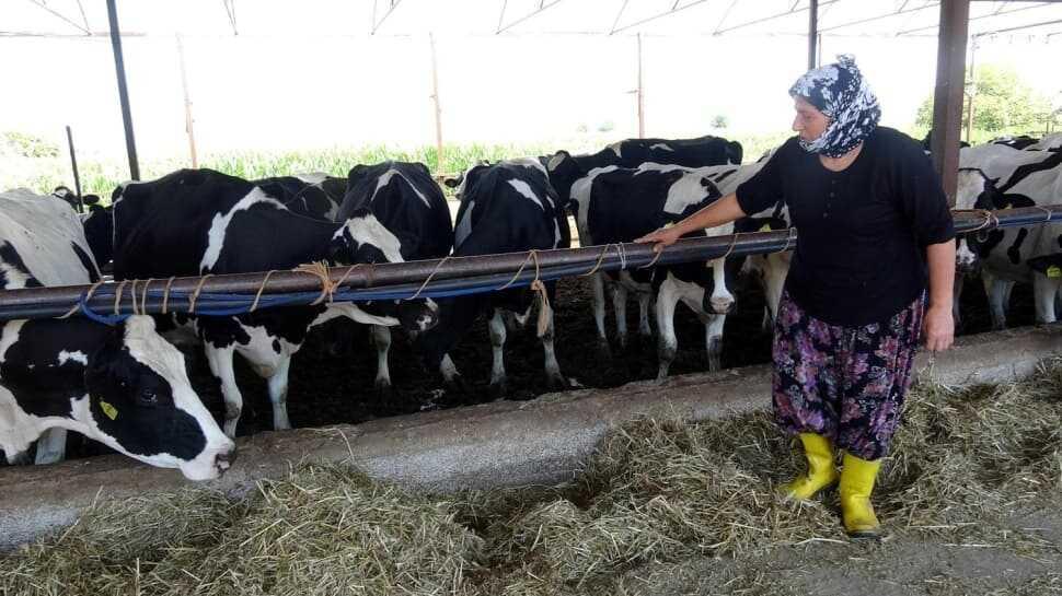 5 ineği 15 yılda 100'e katladı! Gençlere 'üretim' çağrısında bulundu