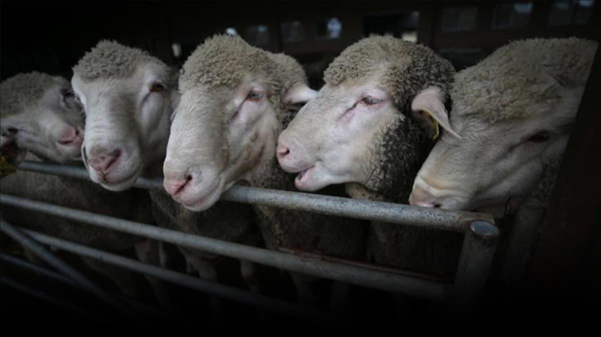 Kurban Bayram ncesinde Katar'a kkba hayvan ihracat