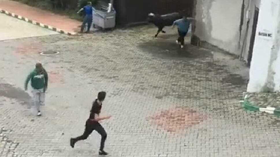 Ahırdan kaçan boğa zor anlar yaşattı: Kimse engel olamadı
