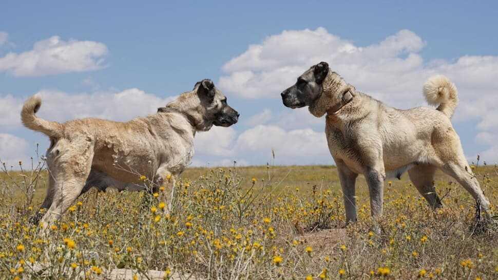Bakan Varank açıkladı: Artık Kangal köpekleri çiple takip edilecek