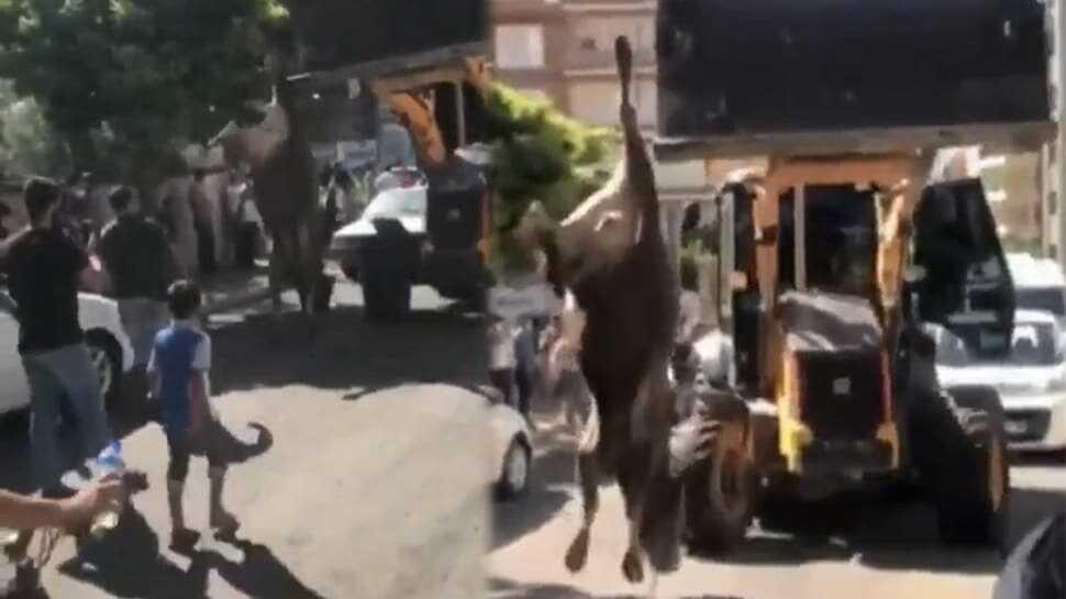 Şanlıurfa'da kurbanlık hayvanı tek ayağıdan kepçeyle taşıdılar! Eziyet cezasız kalmadı