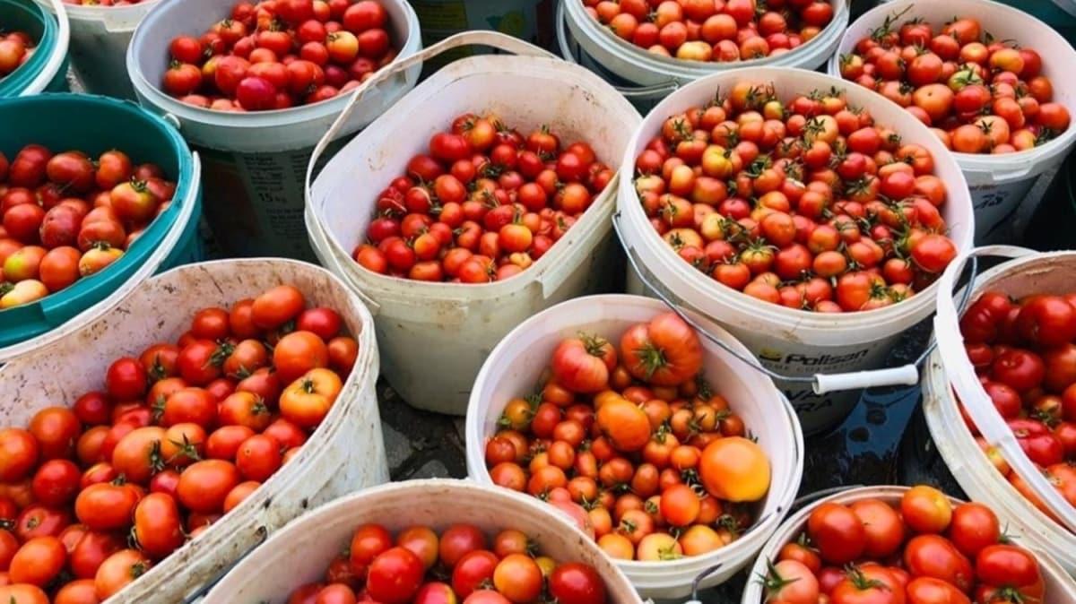 Organik domatesler Mardinli kadnlara gelir oldu