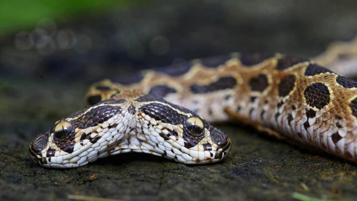 Asya'nın en tehlikesi! Çift başlı engerek yılanı Hindistan'da ortaya çıktı