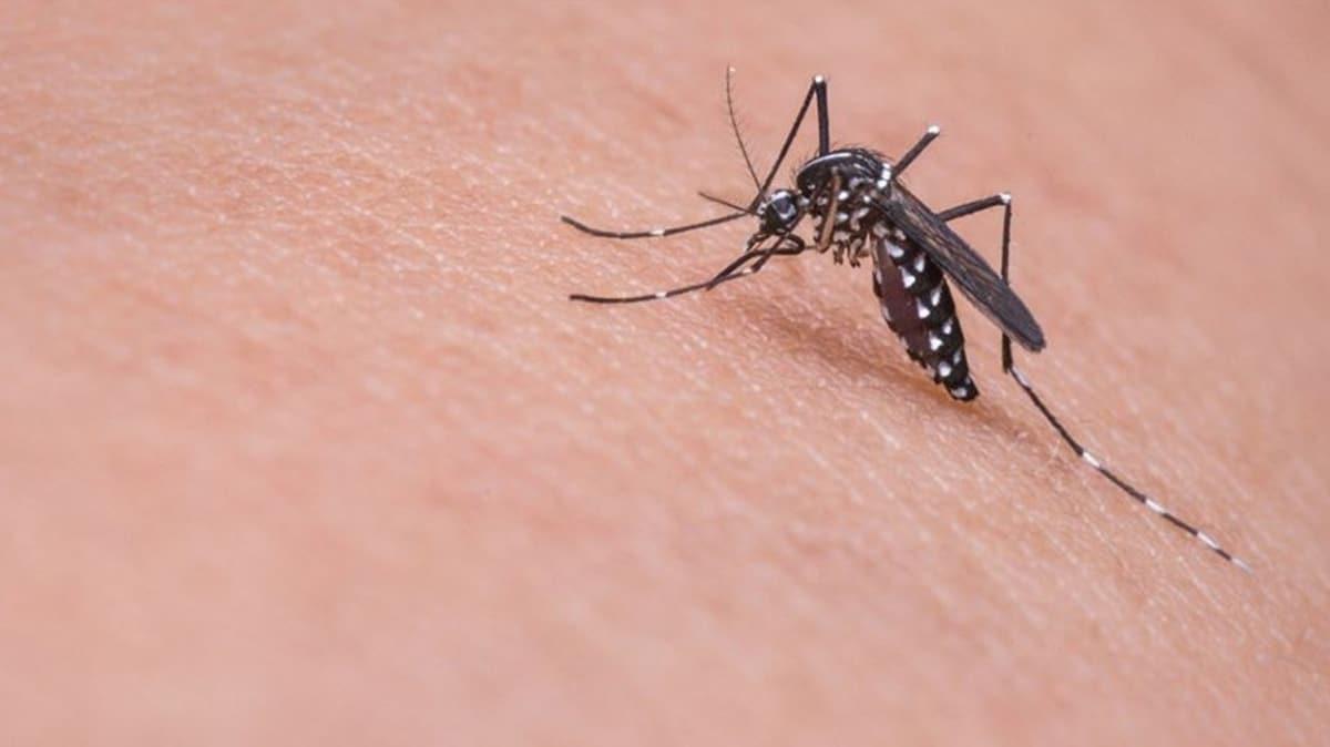 Sivrisinekleri byleyen madde tespit edildi