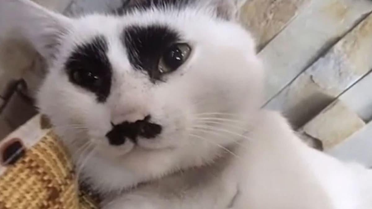 in'deki zgn kedi', sosyal medyada ilgi oda oldu