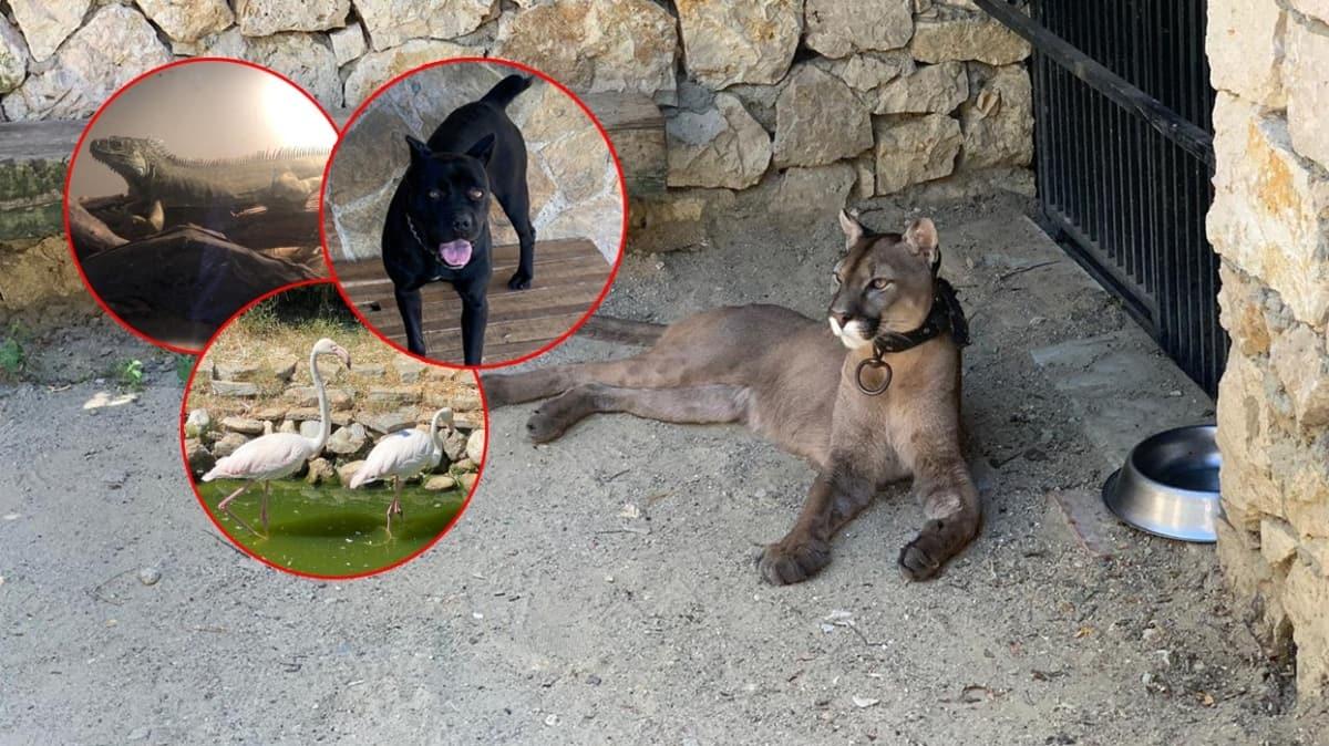 Silah kaakl basknnda polisi bile artan manzara: Puma, flamingo, iguana ok sayda havyan ele geirildi