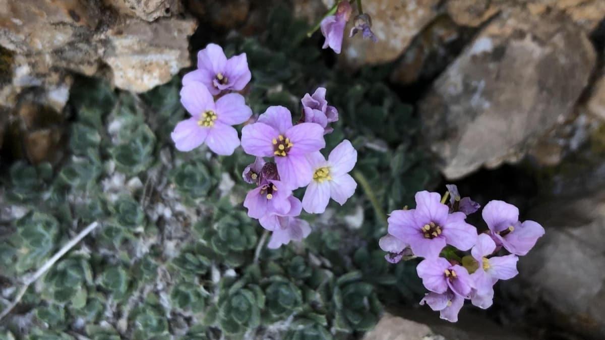 Neslinin tkendii sanlan 'Bakr kazteresi' bitkisi yeniden ortaya kt