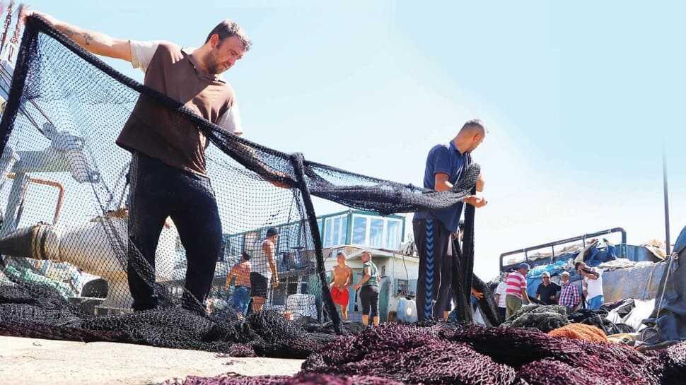 Karadeniz palamut dolu fiyat y�zde 50 d��ecek