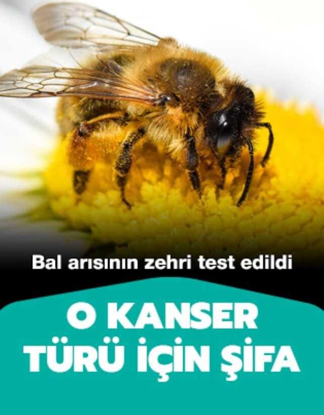 Meme kanserine ��z�m: Bal ar�s�n�n zehri