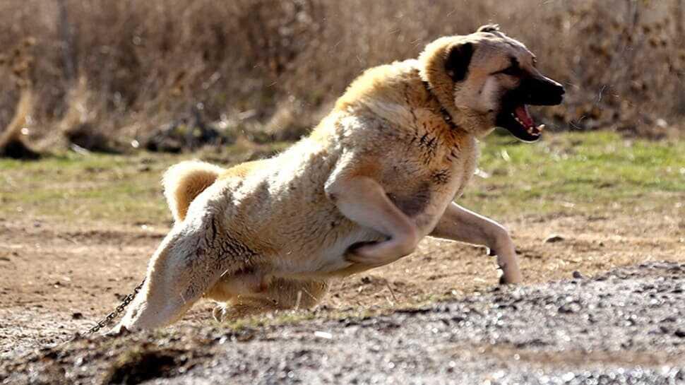 Kangal k�pekleri yavrular�n� neden yiyor?