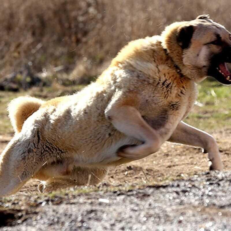 Kangal k�pekleri yavrular�n� neden yiyor?