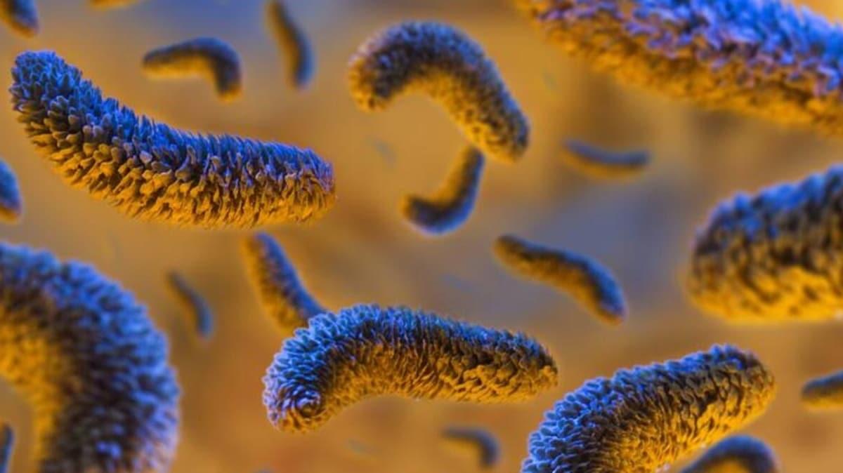 Kanada'da salmanello bakterisi alarm: Vaka says 457'ye ykseldi