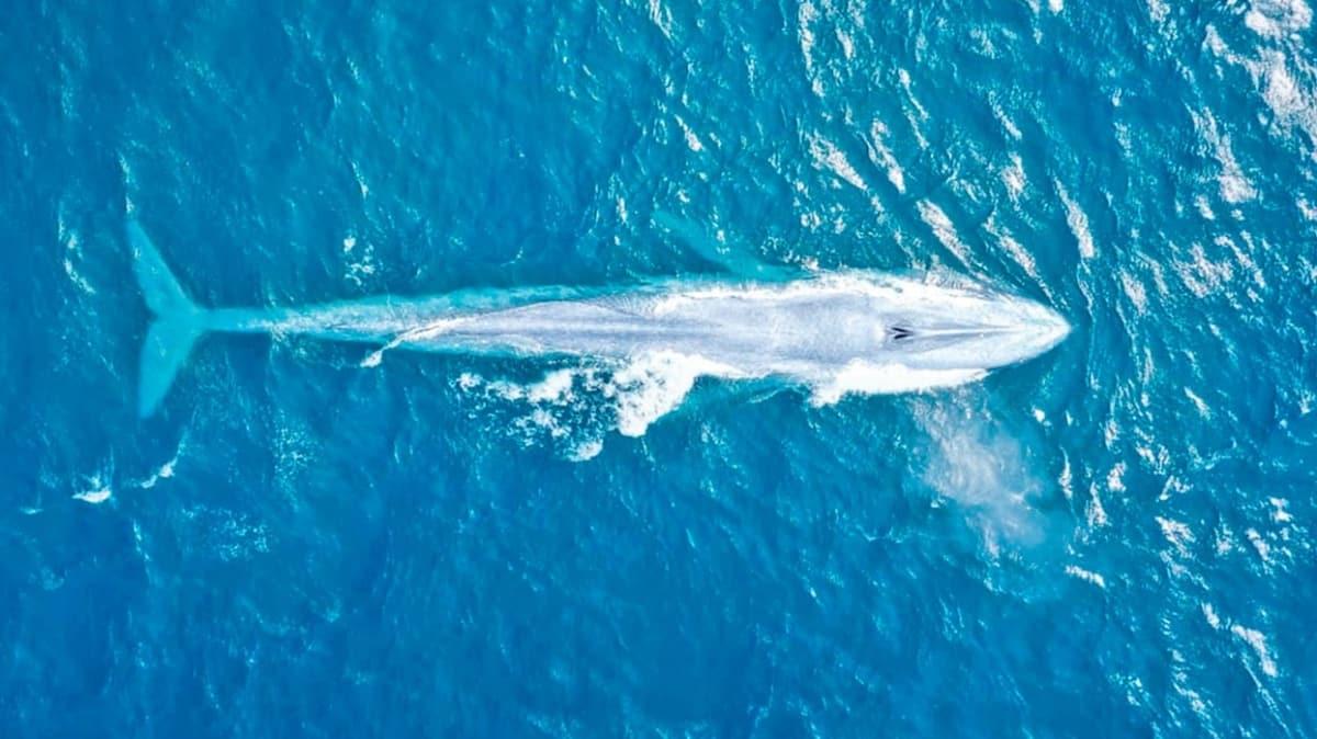 100 ylda sadece 3. kez grlen mavi balina