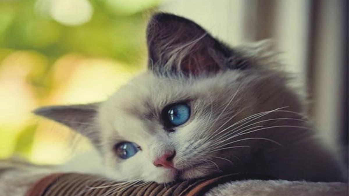 Ryada beyaz ve yavru kedi grmenin anlam nedir" Ryada kedi grmek ne demek" 