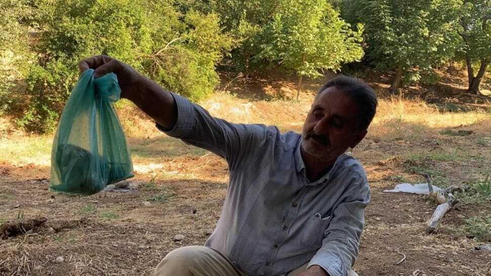 Türkiye'de en zehirli tür olarak bilinen engerek yılanını eliyle yakaladı
