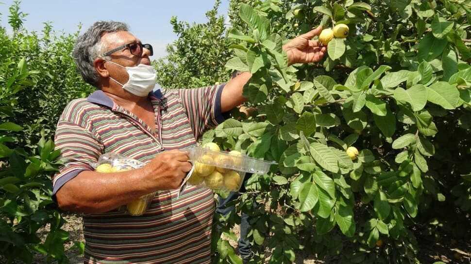 Dalında 5, marketlerde 50 lira: Guava meyvesine talep yağıyor
