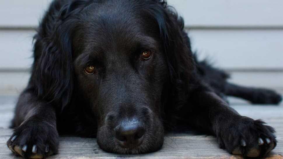 Rüyada köpek ısırması nedir" Rüyada köpek görmek ne anlama geliyor"