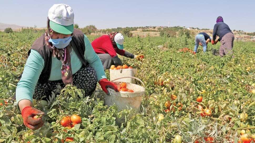Üretime kazandırılan arazilerde verim arttı